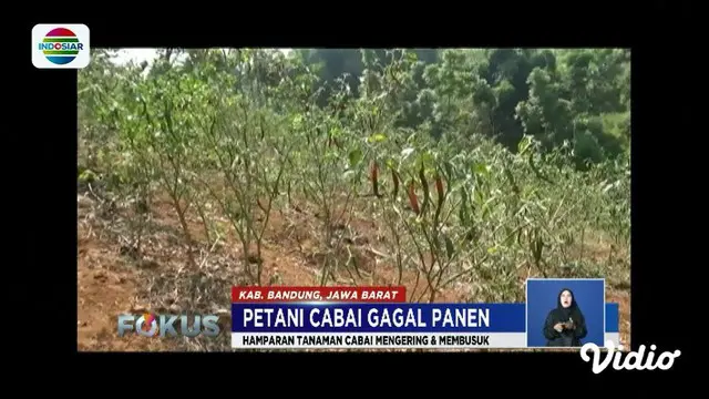 Gagal panen cabai karena kekeringan, sejumlah petani di Kabupaten Bandung, Jawa Barat, beralih menanam palawija.
