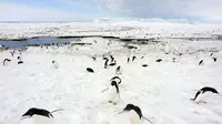 Terjebak Lempengan Es Seluas Roma, 150.000 Penguin Antartika Mati (PA)