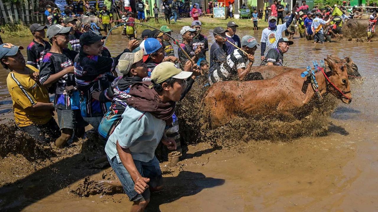 FOTO: Festival Sapeh Brujul  Tampilkan Karapan Sapi di Sawah Berlumpur