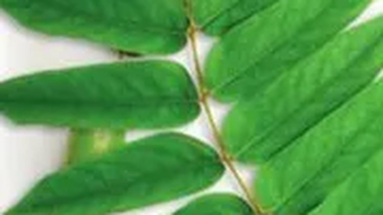 1. Manfaat Daun Belimbing Wuluh untuk Kulit yang Sehat