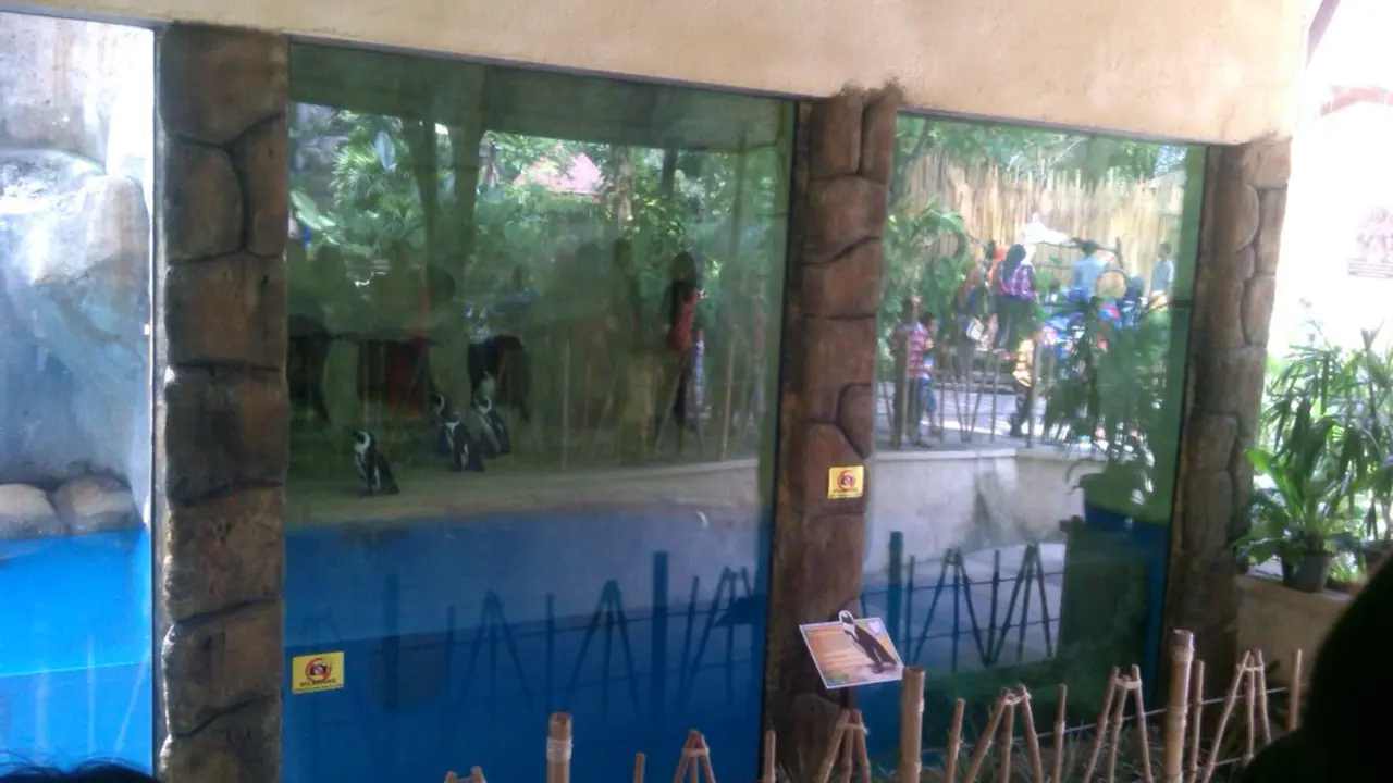 Pengunjung Gembira Sambut Penguin di Kebon Binatang Gembira Loka