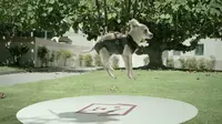 Beli Anak Anjing, Dikirim Pakai Drone