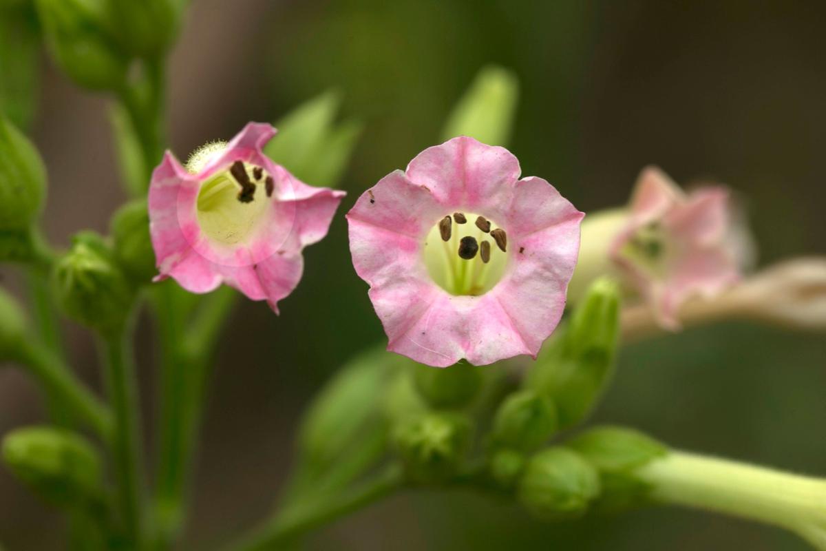 Pink Nicotiana Flowers