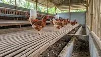 7 Panduan Ternak Ayam Kampung 50 Ekor untuk Pemula, Lebih Untung Umbaran atau Kandang?