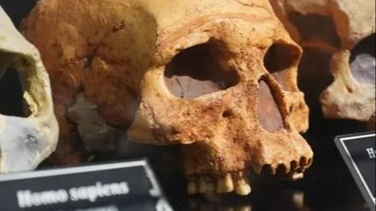 Pendatang baru ini membawa nenek moyang mereka dari Yamnaya, suku penggembala ternak yang berasal dari Rusia selatan.