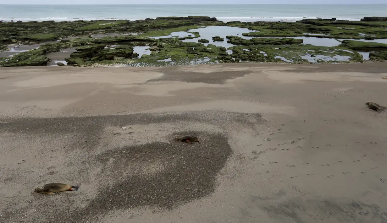 Flu burung yang sangat patogenik (HPAI) telah diidentifikasi sebagai penyebab kematian 57 ekor singa laut di sepanjang wilayah pesisir Argentina, menurut laporan dari Organisasi Kesehatan Hewan Dunia (WOAH). (AP Photo/Juan Macri)