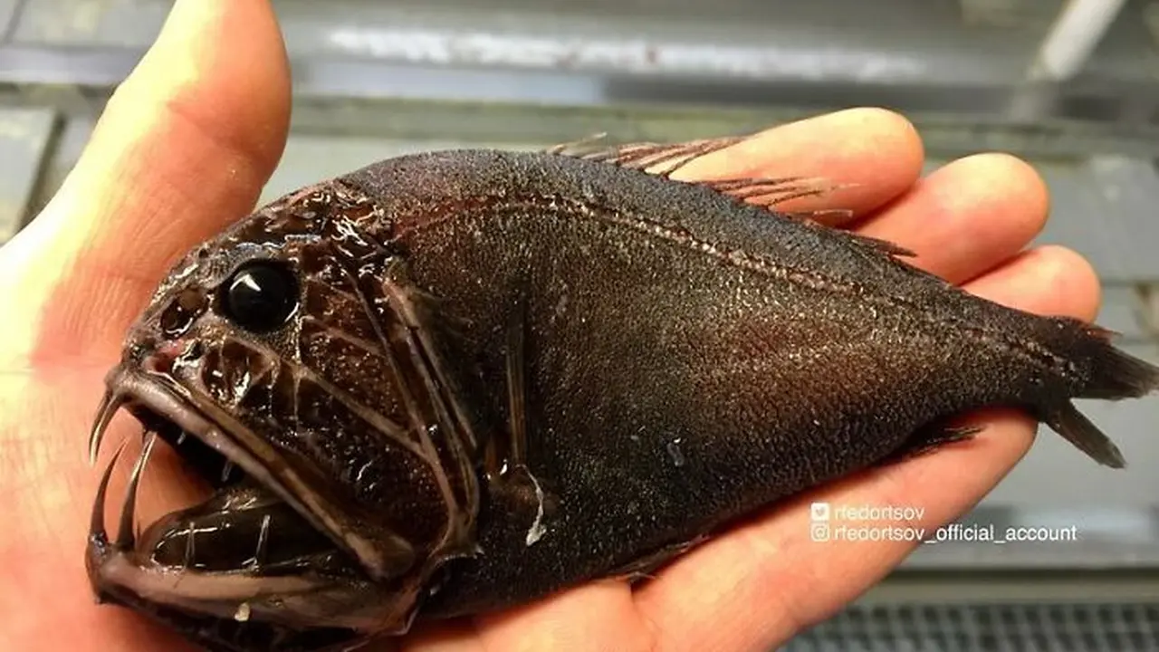 Ikan Aneh