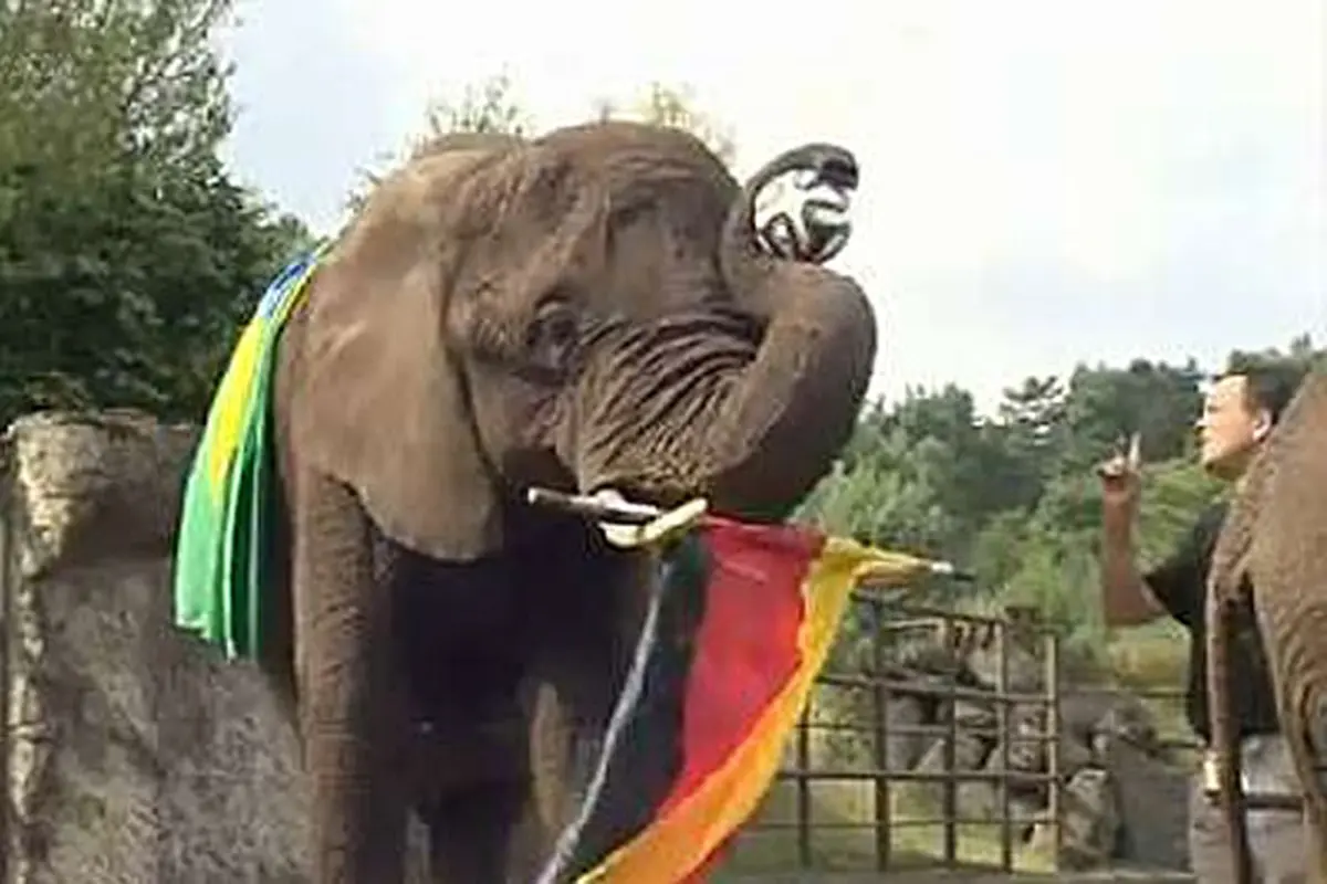 Gajah Nelly 140708