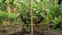 Terong Berbuah Lebat, Ini 7 Cara Perawatan agar Panen Melimpah