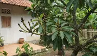 7 Ciri Pohon Alpukat Siap Berbuah, Jangan Salah Rawat agar Bunga Tak Rontok