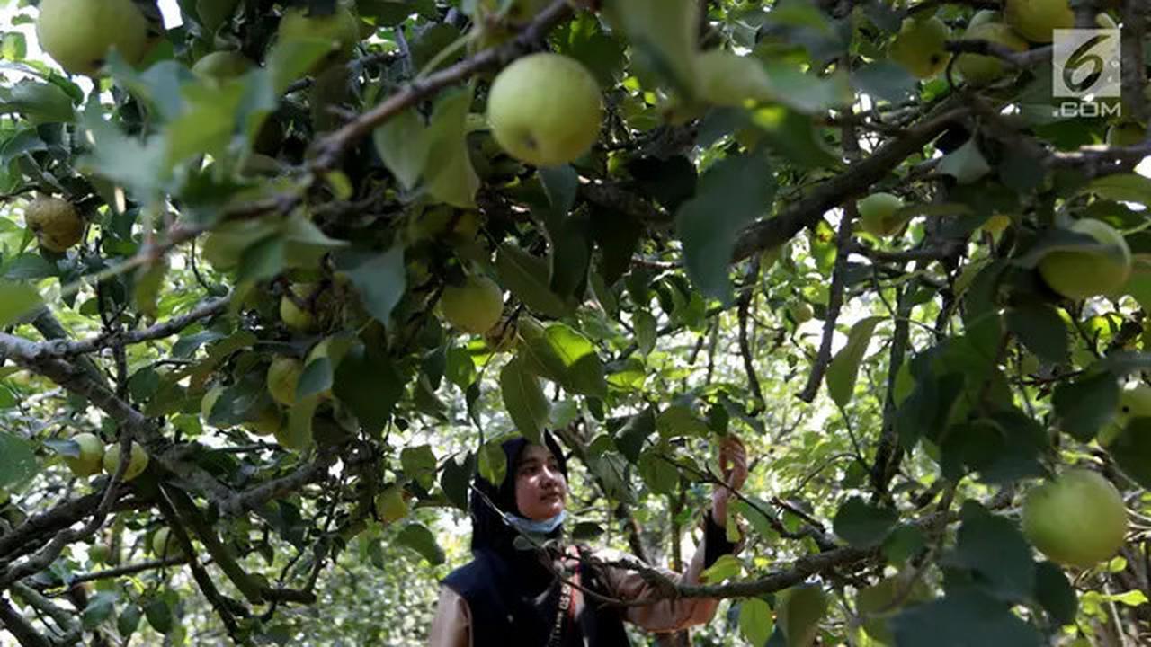 8 Manfaat Mengonsumsi Apel Setiap Hari untuk Kesehatan Jantung dan Kulit
