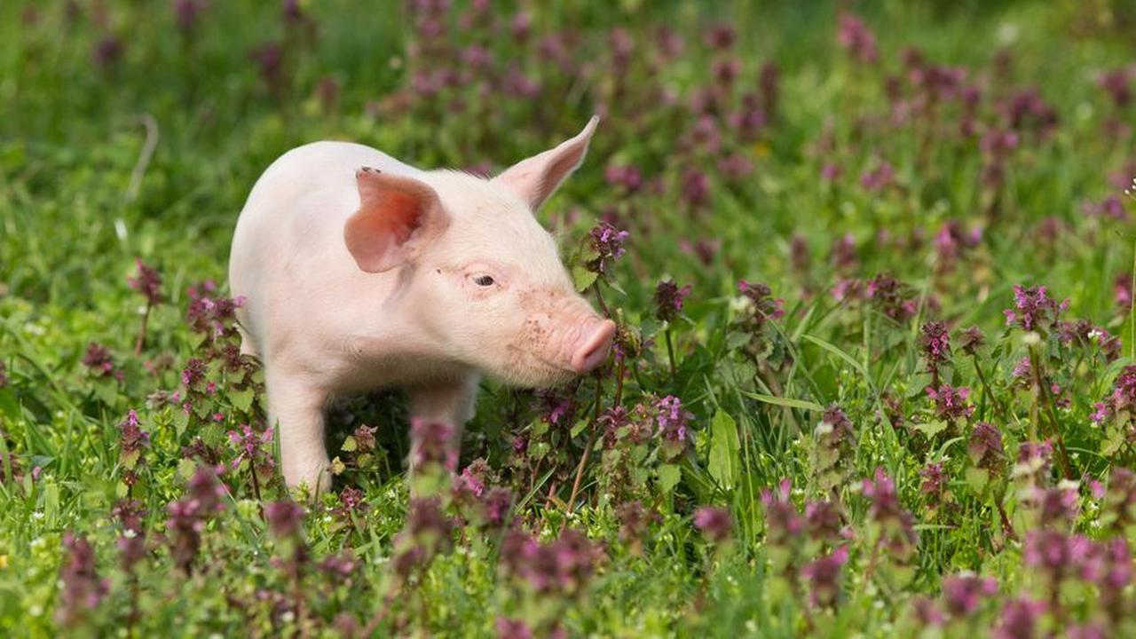 Babi