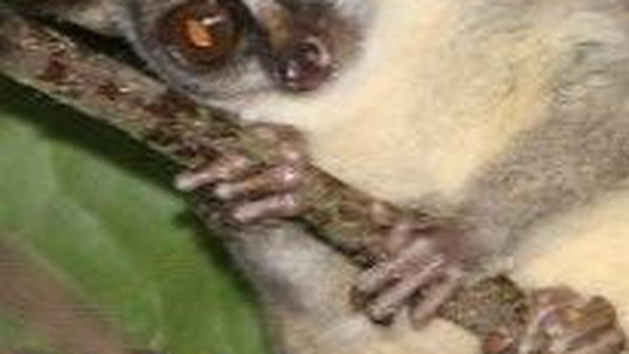 11. Galago<br>