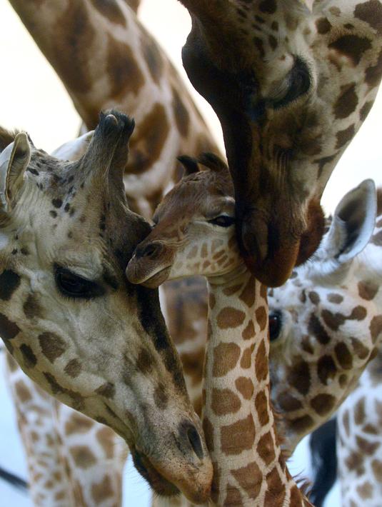 Bayi jerapah Rothschild berusia 5 hari terlihat di depan jerapah dewasa di kebun binatang di Praha, Selasa (29/1). Jerapah jenis ini hidup di dua negara bagian Afrika, yaitu Kenya dan Uganda, dan sebagian besar hidup di Kenya. (Michal Cizek / AFP)