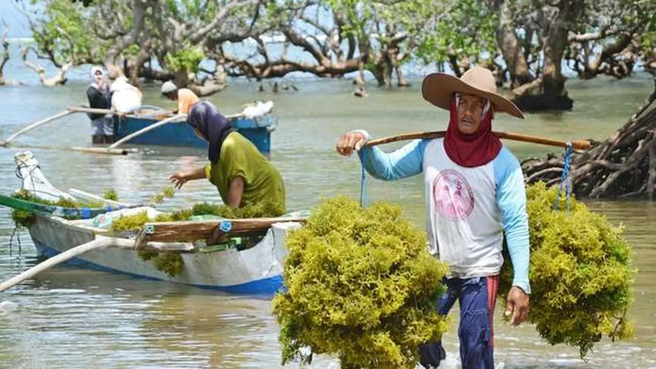 Rumput laut
