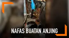 Aksi heroik ditunjukkan seorang pria yang menyelamatkan anjing jalanan. Ia memberikan nafas buatan hingga membuat sang anjing kembali sedia kala.