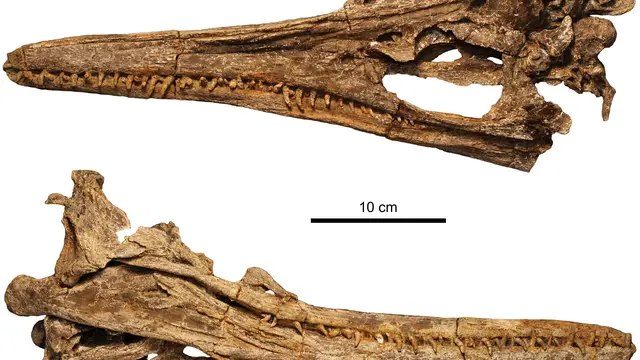 Plesiosaurus
