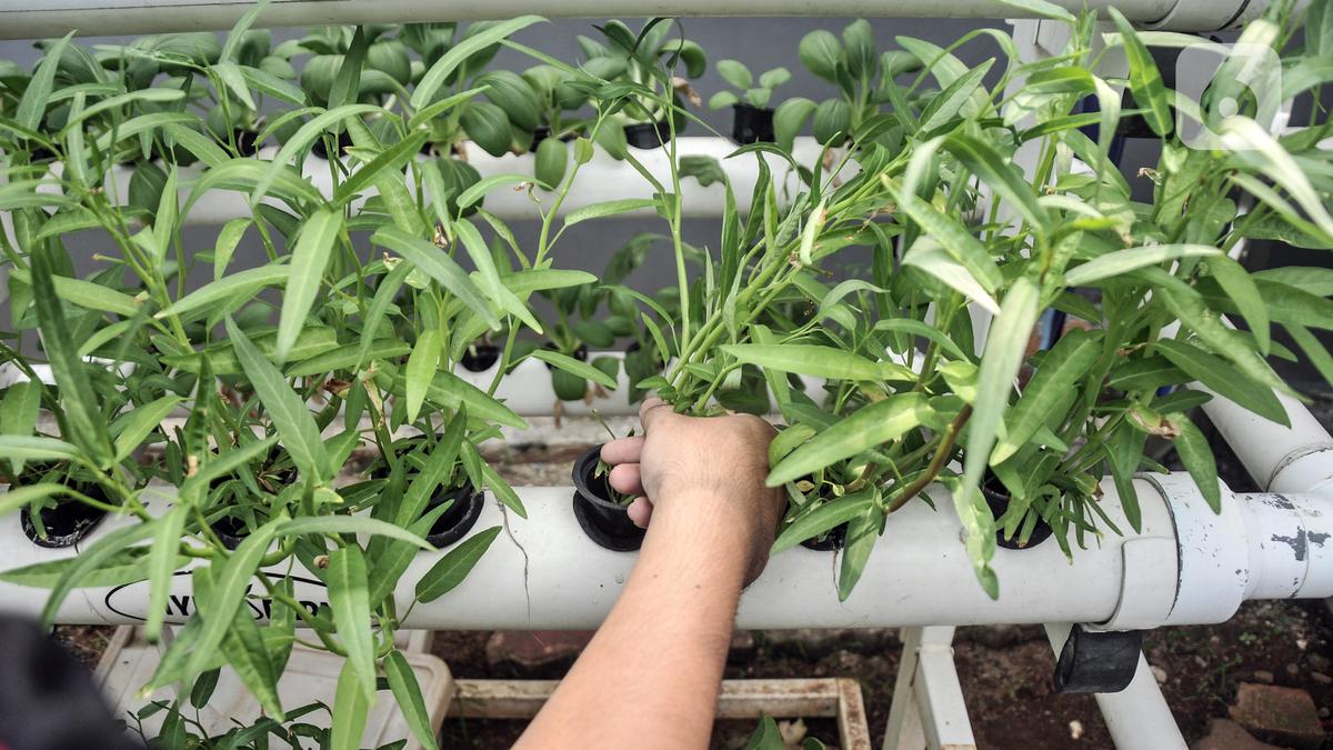 10 Tanaman Sayur Cepat Panen yang Cocok untuk Halaman Belakang Kecil, Praktis dan Mudah Dirawat