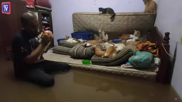 Selamatkan 32 Kucing, Dua Bersaudara Bertahan Saat Diterjang Banjir