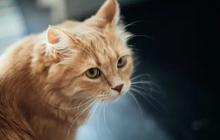 Cara Agar Kucing Liar Tak Pipis Sembarangan di Rumah hingga Motor, Ketahui juga Penyebabnya