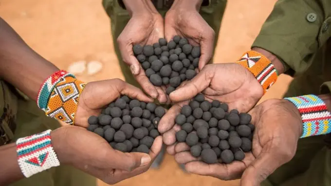 SeedBalls, Inovasi Bola Bibit untuk Atasi Deforestasi di Kenya