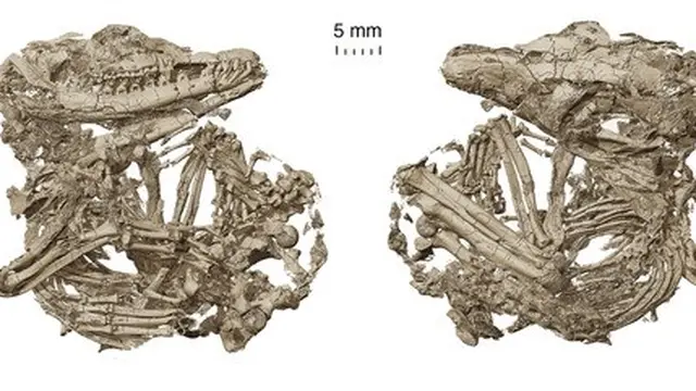 Fosil Origolestes lii. (Xinhua)