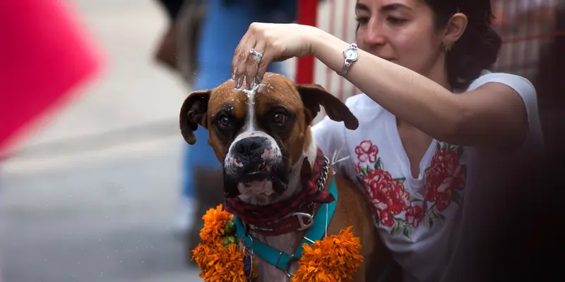 Anjing-anjing dalam Kukur Tihar di Meksiko