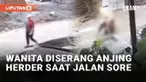 Insiden penyerangan oleh anjing peliharaan terjadi di Semarang, Jawa Tengah.Seorang wanita jadi korban saat jalan-jalan sore di kawasan perumahan Taman Anggrek Graha Padma pada Jumat (13/9/2024). Seekor anjing herder german shepherd tiba-tiba keluar ...