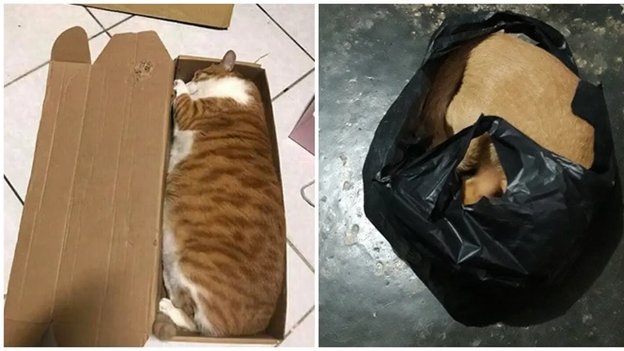 Potret Kucing Dikirim Melalui Peketan Dalam Kardus