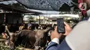 Azmi berbincang dengan calon konsumen melalui panggilan video di Peternakan Yuk Qurban, Depok, Rabu (22/7/2020). Pemilik peternakan Yuk Qurban itu menggunakan website dan aplikasi media sosial dalam memasarkan hewan kurban untuk memudahkan konsumen di tengah pandemi. (merdeka.com/Iqbal Nugroho)