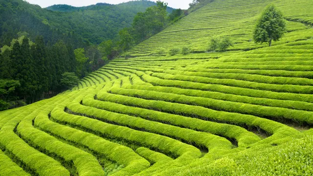 Ilustrasi kebun teh