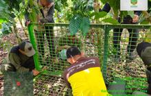 Fakta Unik Beruang Madu: BKSDA Pasang Perangkap di Rejang Lebong Setelah Terlihat di Kebun Warga