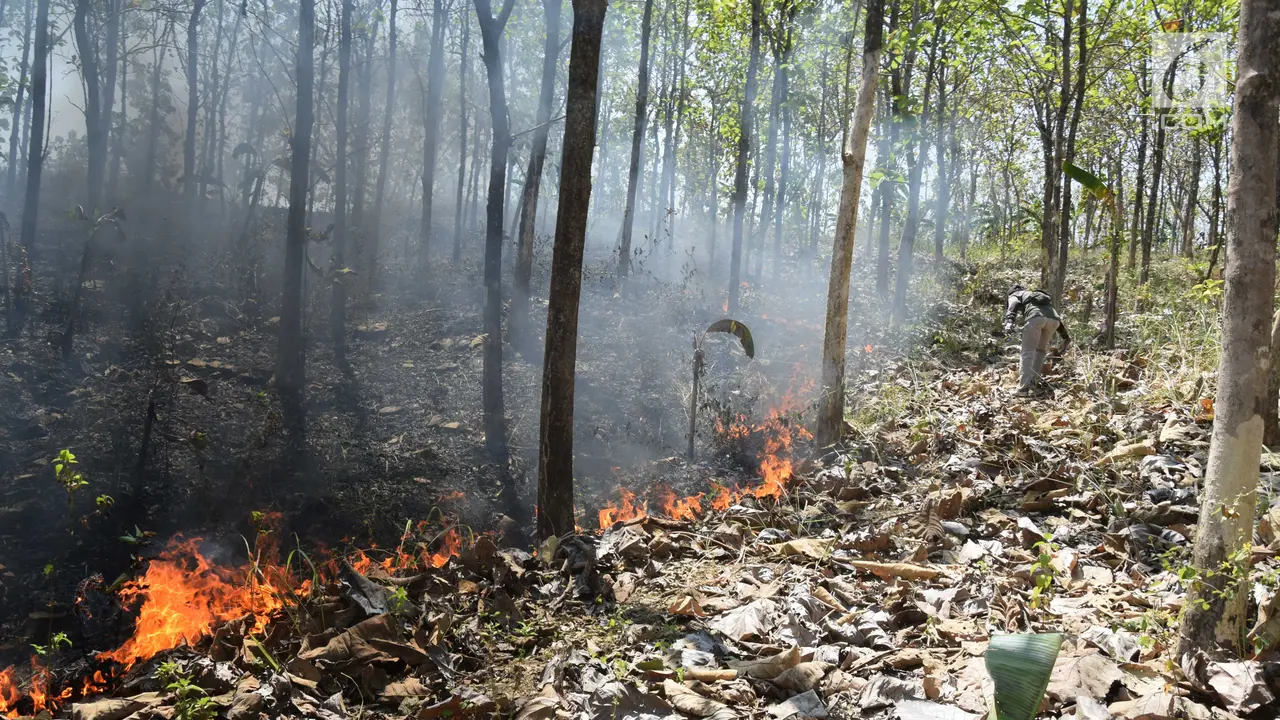 Diduga Akibat Puntung Rokok, Kebakaran Hanguskan Hutan Jati di Boyolali