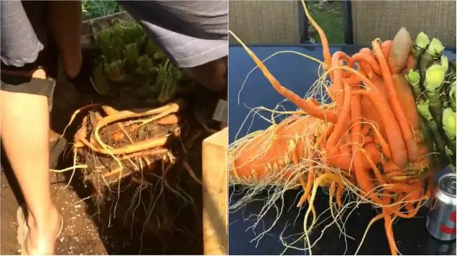 Wortel milik petani bernama Christopher Qualley dari Otsego, Minnesota, memecahkan rekor dunia wortel terberat. (Sumber Twitter/@GWR)
