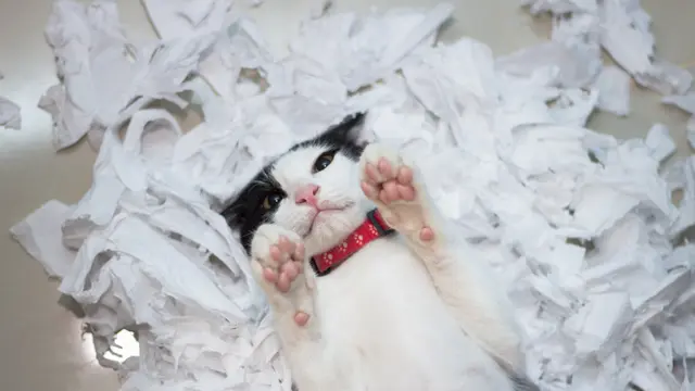Kucing Bermain Tisu
