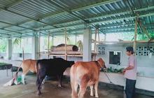 NTB Tingkatkan Kewaspadaan Hadapi Ancaman Cacar Sapi