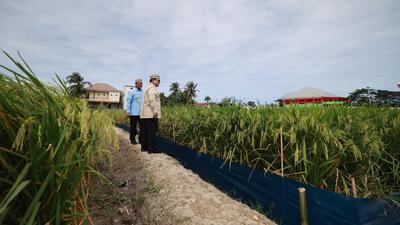 Pemerintah Jamin El Nino Tak Berdampak ke Ketahanan Pangan RI, Begini Strateginya