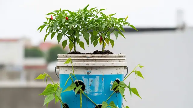 Ide Kebun Kombinasi Tanaman Kacang dan Cabai dalam Ember Bekas