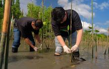 Telkomsel Tanam Mangrove di Donggala, Perkuat Mitigasi Bencana dan Pelestarian Lingkungan Pesisir