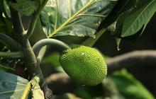 6 Manfaat Buah Sukun untuk Ginjal, Bantu Cegah Peradangan