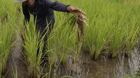 Ilustrasi petani sedang mengecek padi di sawah. (Foto: Istimewa)