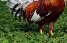 Ayam Bangkok Mahal dan Harganya, Ketahui Cara Merawatnya yang Benar
