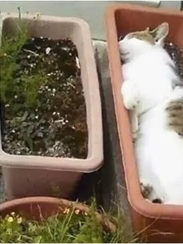 8 Potret Lucu Kucing Tidur Tidur di Dalam Pot Ini Posenya Menggemaskan