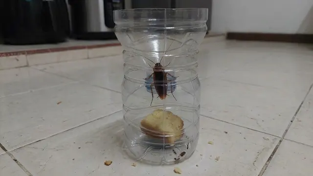 Cara Membuat Perangkap Kecoak Alami dari Botol Plastik dan Minyak Jelantah/AI Generated