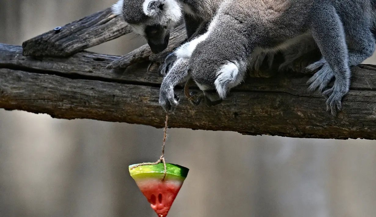 Seekor lemur memakan es buah untuk mendinginkan diri di Kebun Binatang Roma (Bioparco di Roma) saat suhu udara mencapai 40 derajat Celcius selama gelombang panas, di Roma, Italia pada 19 Juli 2023. (Andreas SOLARO / AFP)