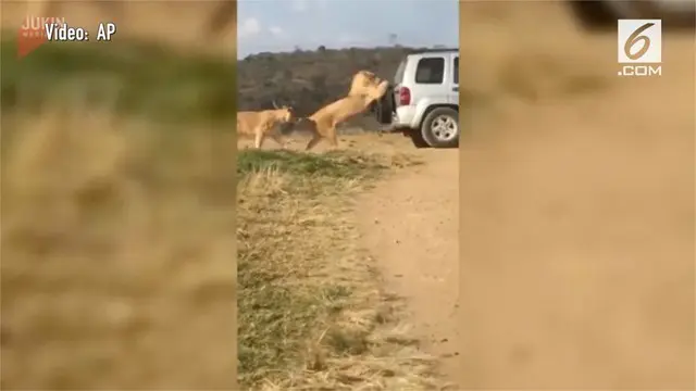 Sebuah mobil hampir jadi 'mangsa' kawanan singa di Afrika Selatan. Mereka berusaha menahan laju mobil tersebut.