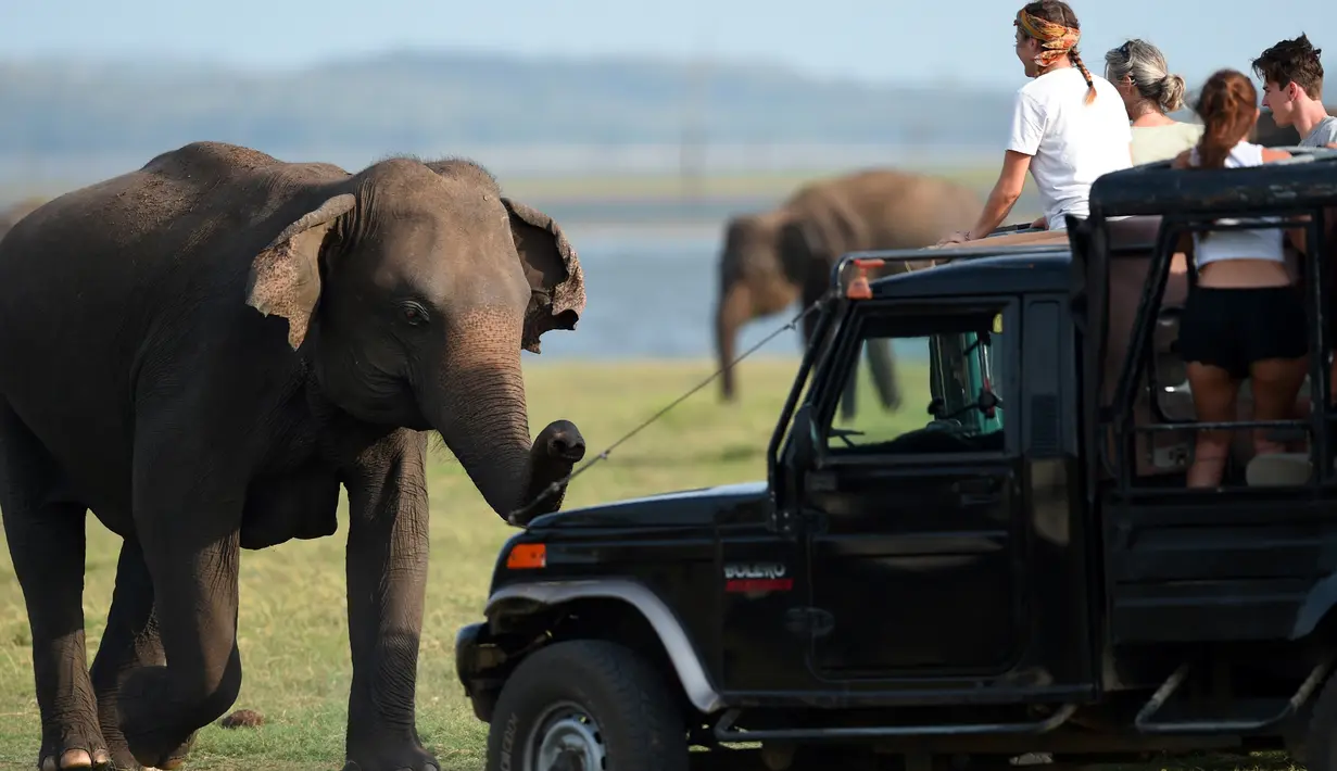 Dalam foto yang diambil pada 30 Juli 2018, seekor gajah Sri Lanka mengejar jeep safari di taman nasional Kaudulla, Habarana. Gajah sri lanka adalah salah satu dari tiga subspesies gajah asia. (AFP PHOTO/ISHARA S. KODIKARA)