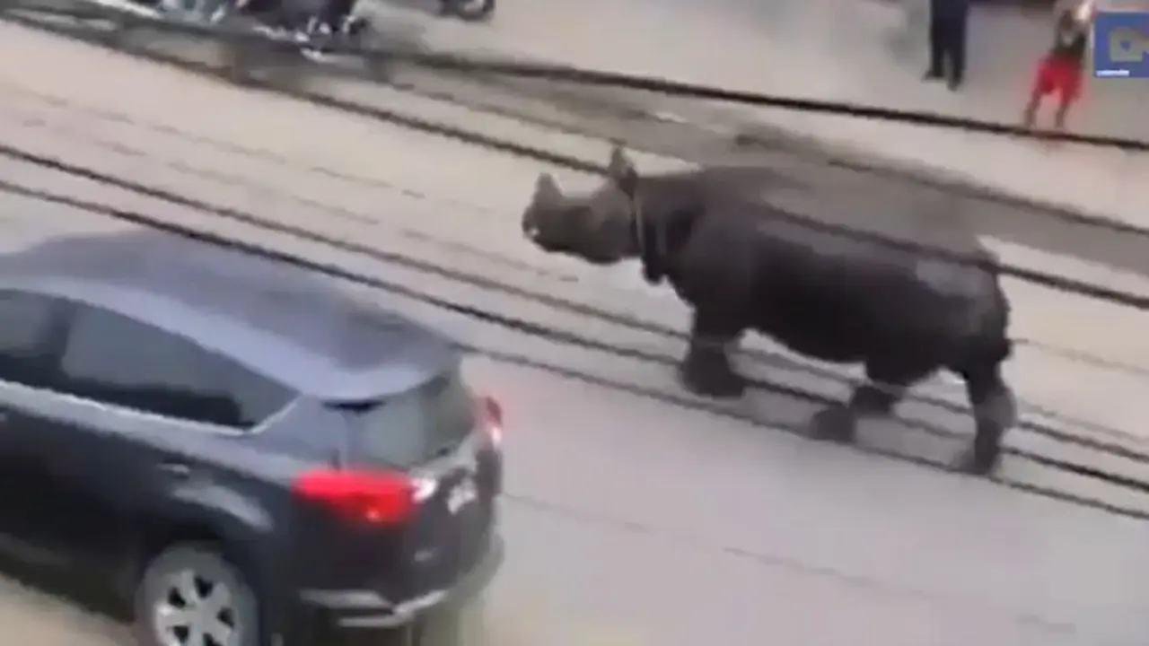 Badak