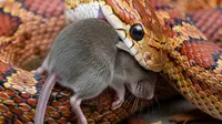 5 Perbedaan Tanda Kehadiran Ular dan Tikus yang Bisa Dilihat dari Pagi Hari