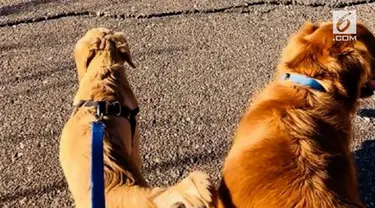 Anjing berjenis Golden Retriever berusia 6 bulan milik Paula Godwin baru saja menyelamatkan nyawa sang majikan dari gigitan ular.